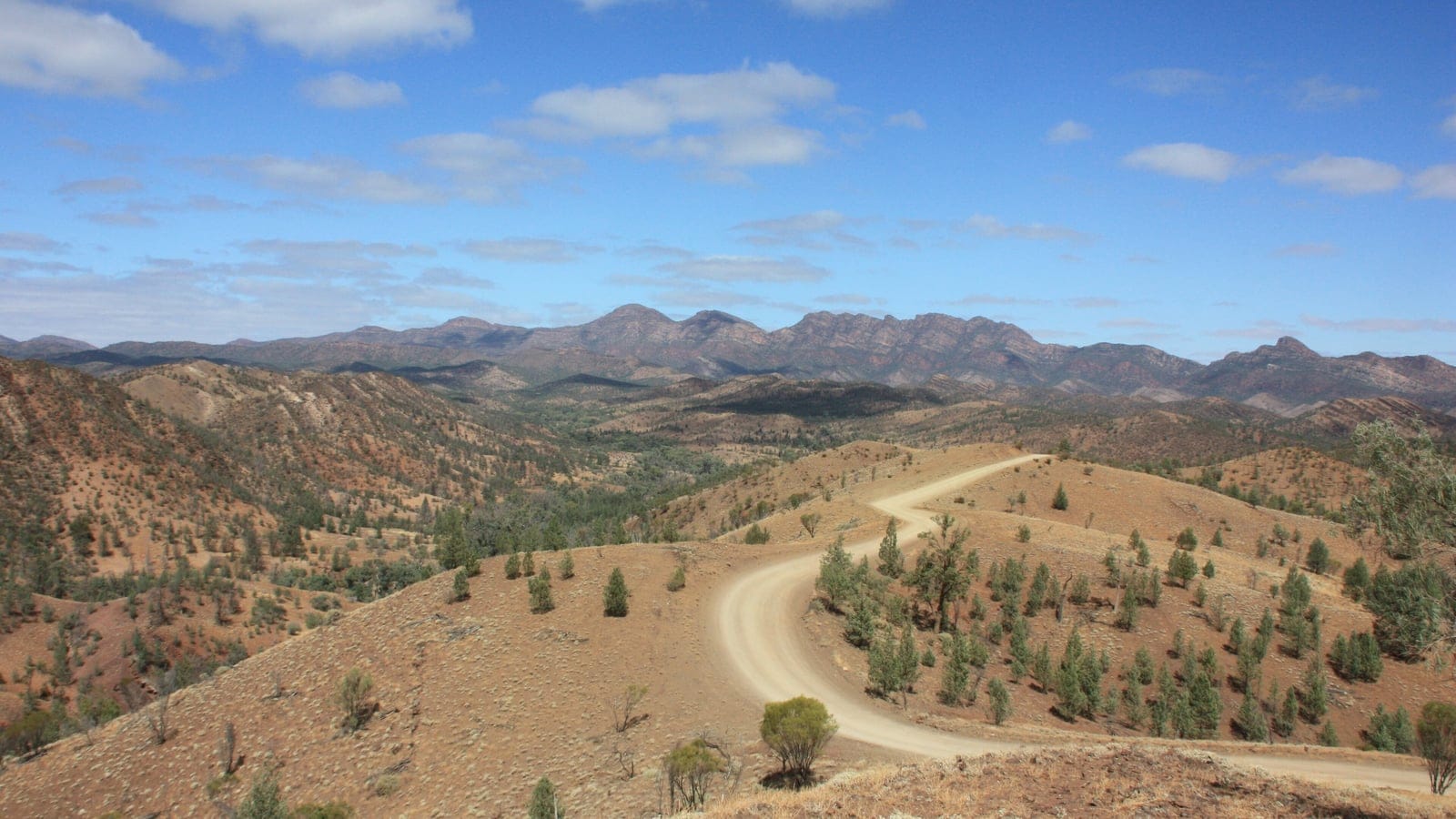 Callitris pines on stony red slopes above a winding gravel track in Bunyeroo Valley, Ikara-Flinders Ranges, South Australia.