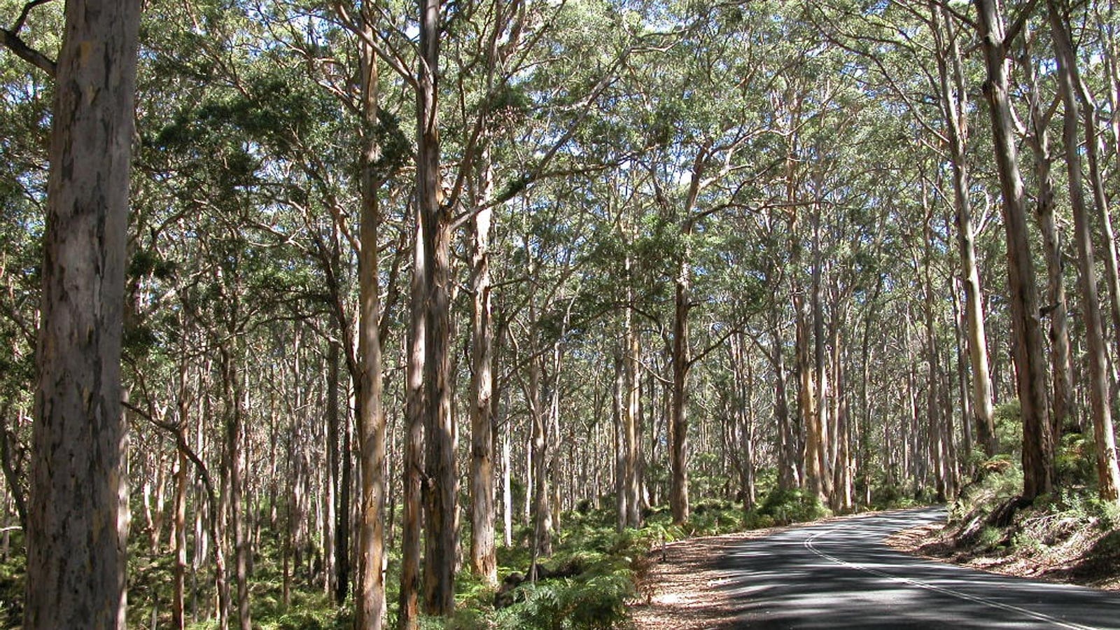 Karri trunks and fern understorey beside a road near Pemberton, Western Australia.