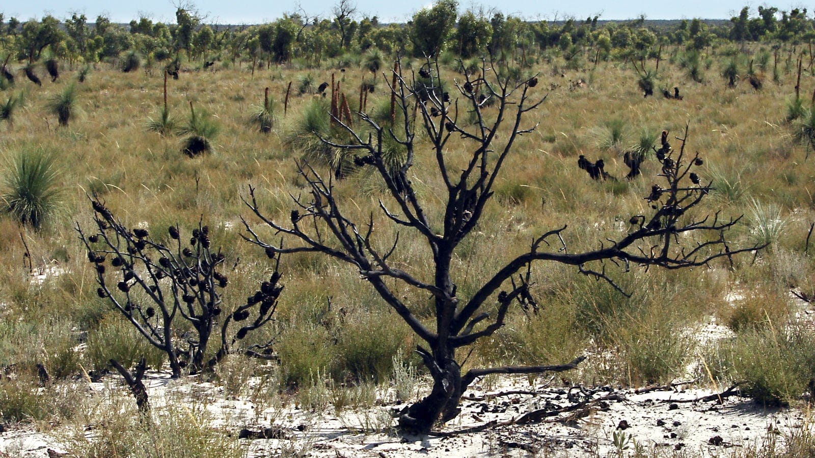 Fire killed banksia holding serotinous cones among grass trees on white sand, Little Desert National Park, Victoria.