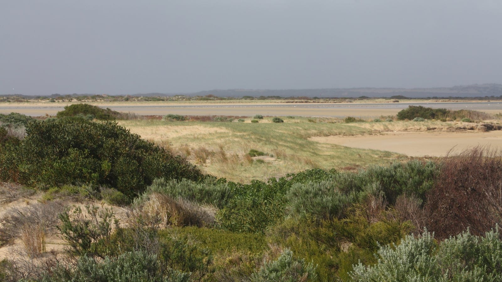 Coastal dune scrub above the Coorong lagoon, South Australia.