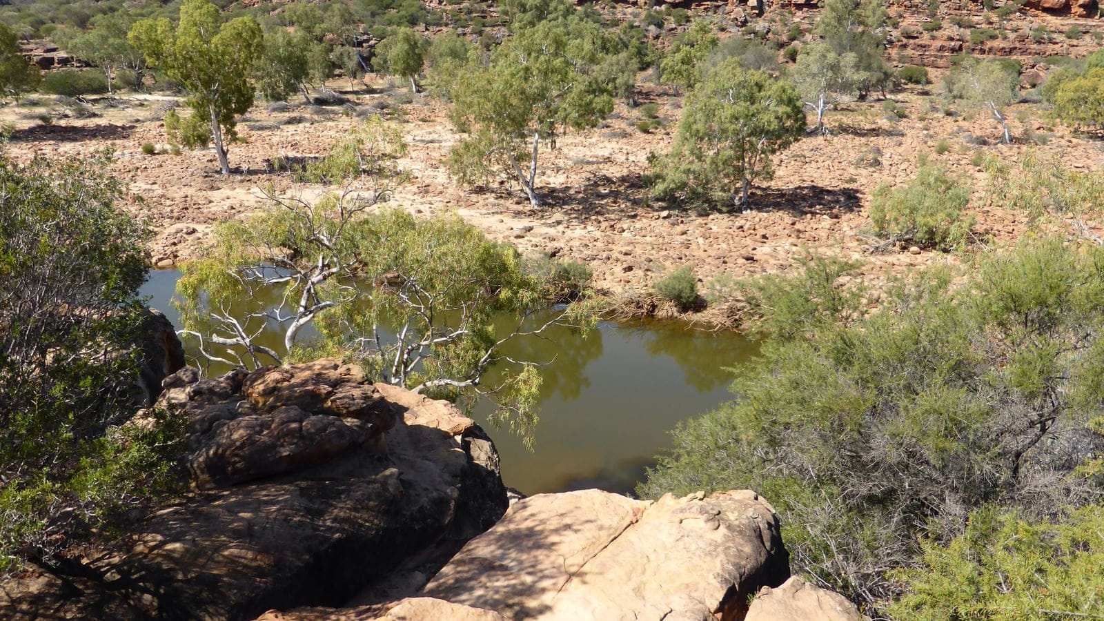 River gums beside a still pool in the red sandstone Murchison River gorge, Kalbarri National Park, Western Australia.