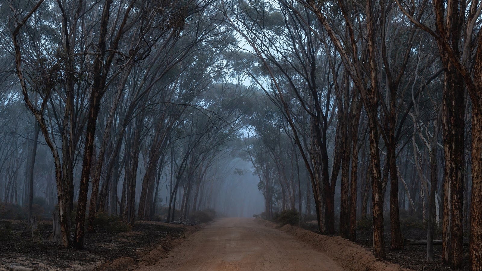 Foggy morning over an unsealed dirt road winding through wandoo eucalypt woodland at Dryandra Woodland National Park, Western Australia, with mist-shrouded trees lining both sides.