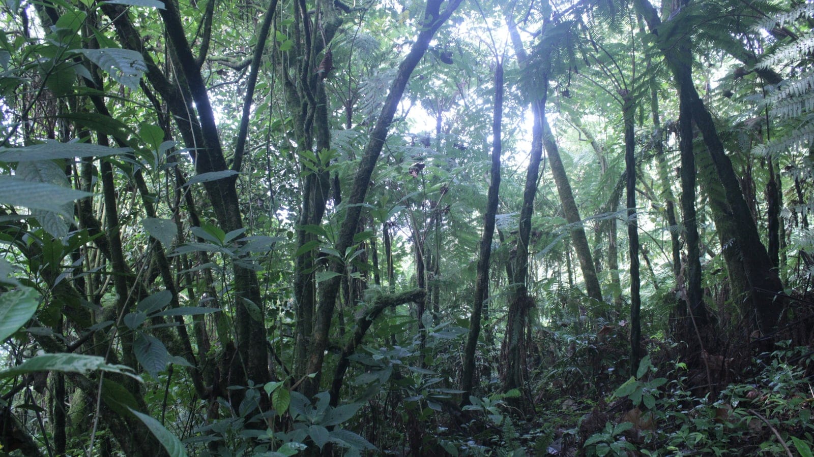 Tree ferns and moss-sleeved stems inside the montane rainforest of Mount Cameroon National Park.