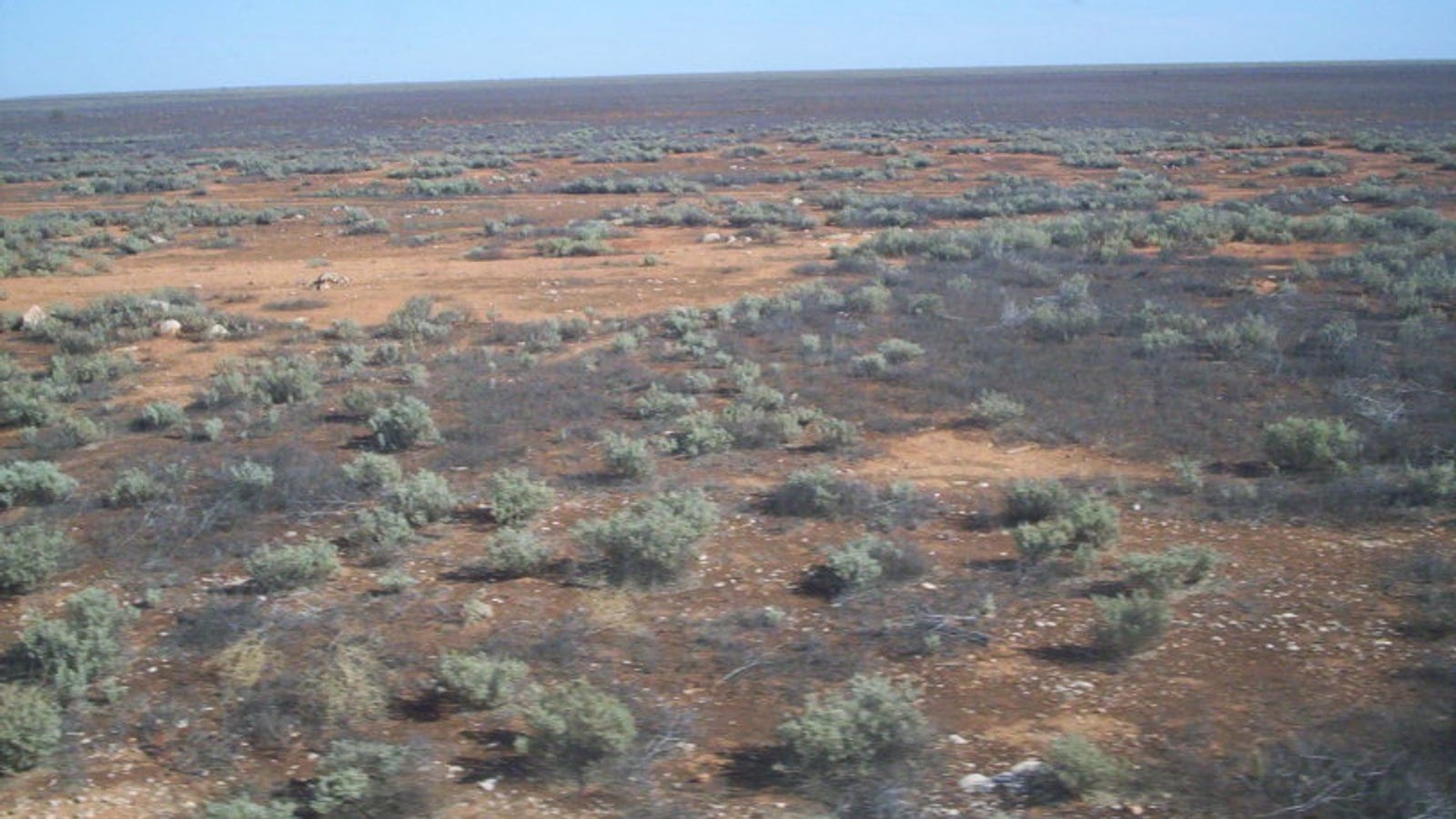 Saltbush and bluebush over red plain on the Nullarbor, Australia.