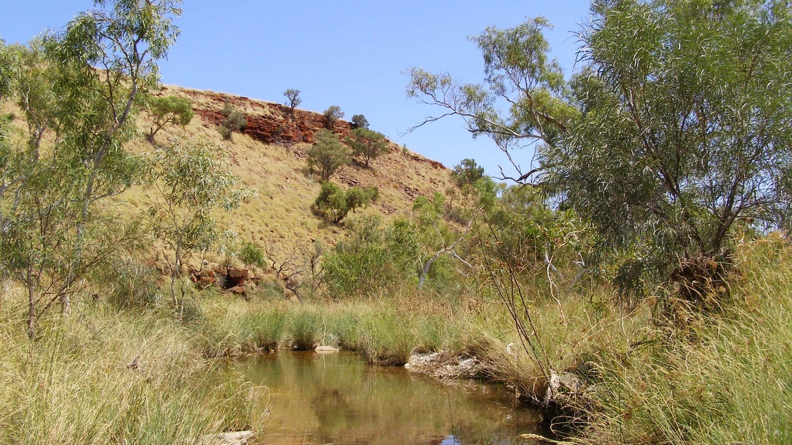 Eucalypts and sedges around a pool below a banded ironstone hill, Hamersley Range.