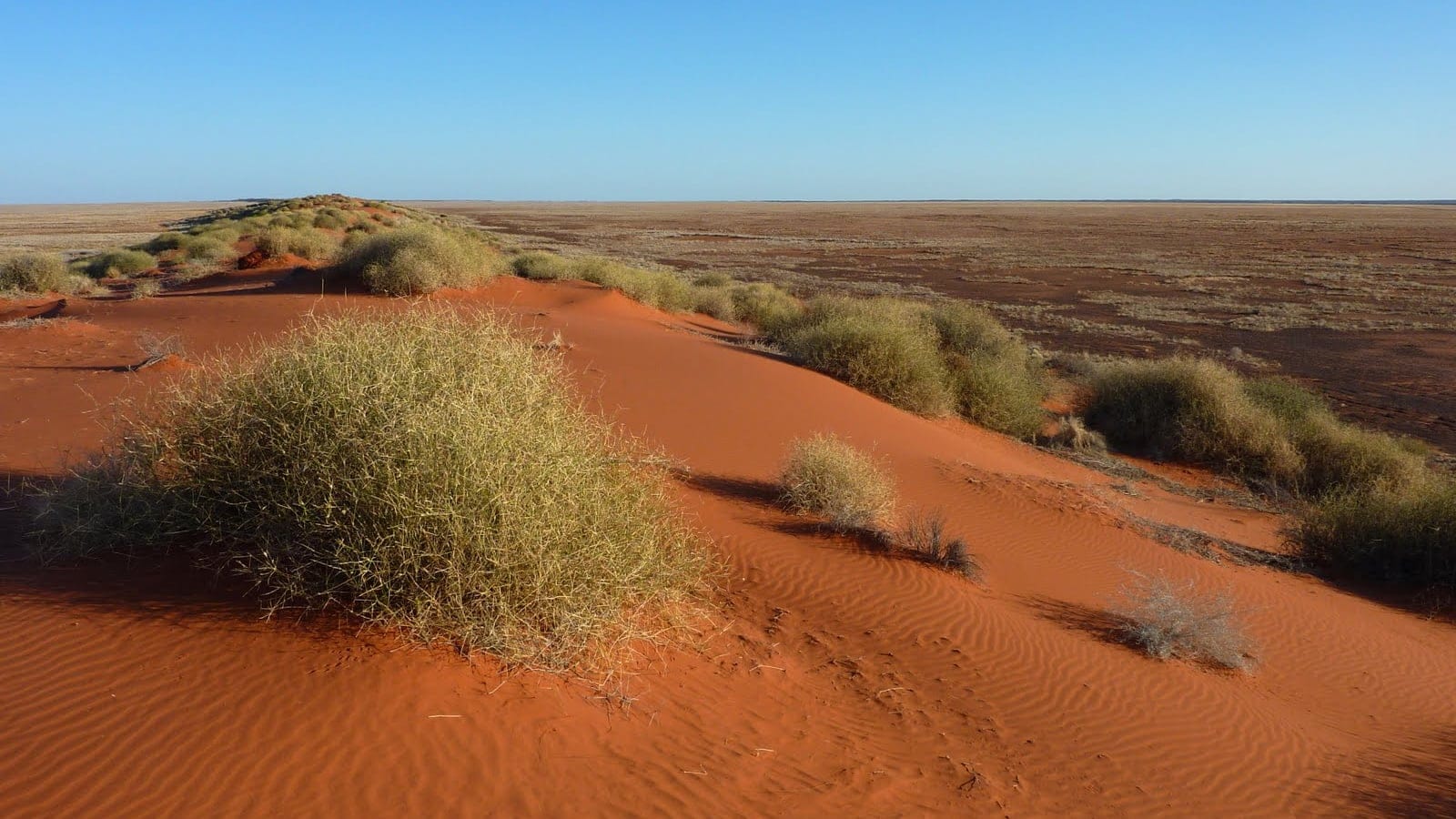Spinifex hummocks on a red sand dune above a gibber plain near Andado, Simpson Desert, Australia.