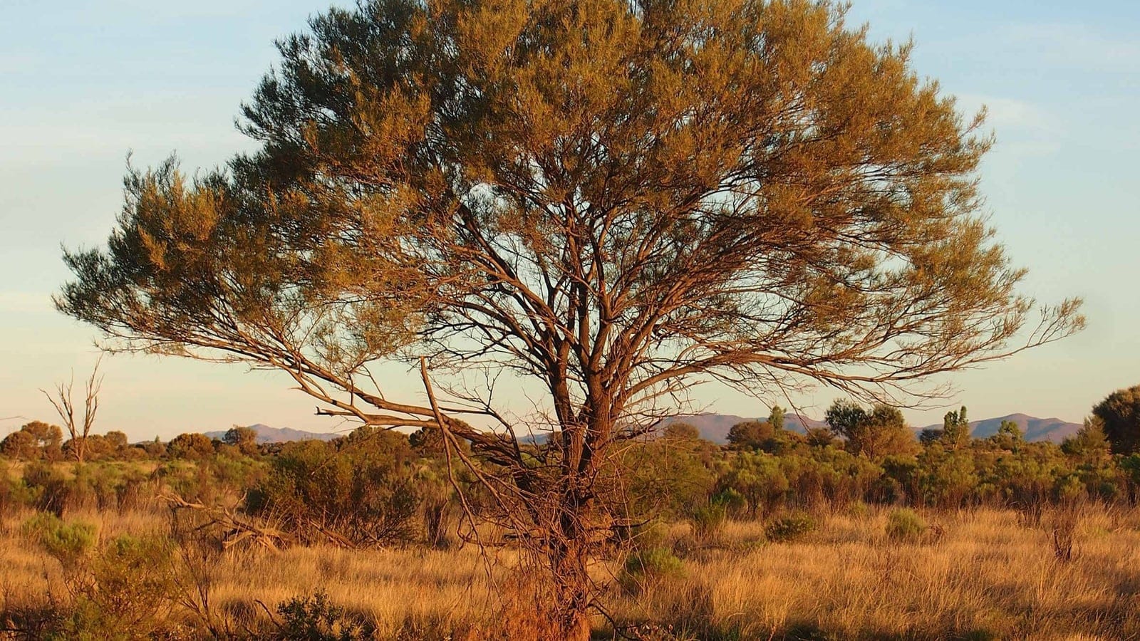 Acacia aneura crown spreading over golden tussock grass and low shrubs at low sun, Australian mulga country.