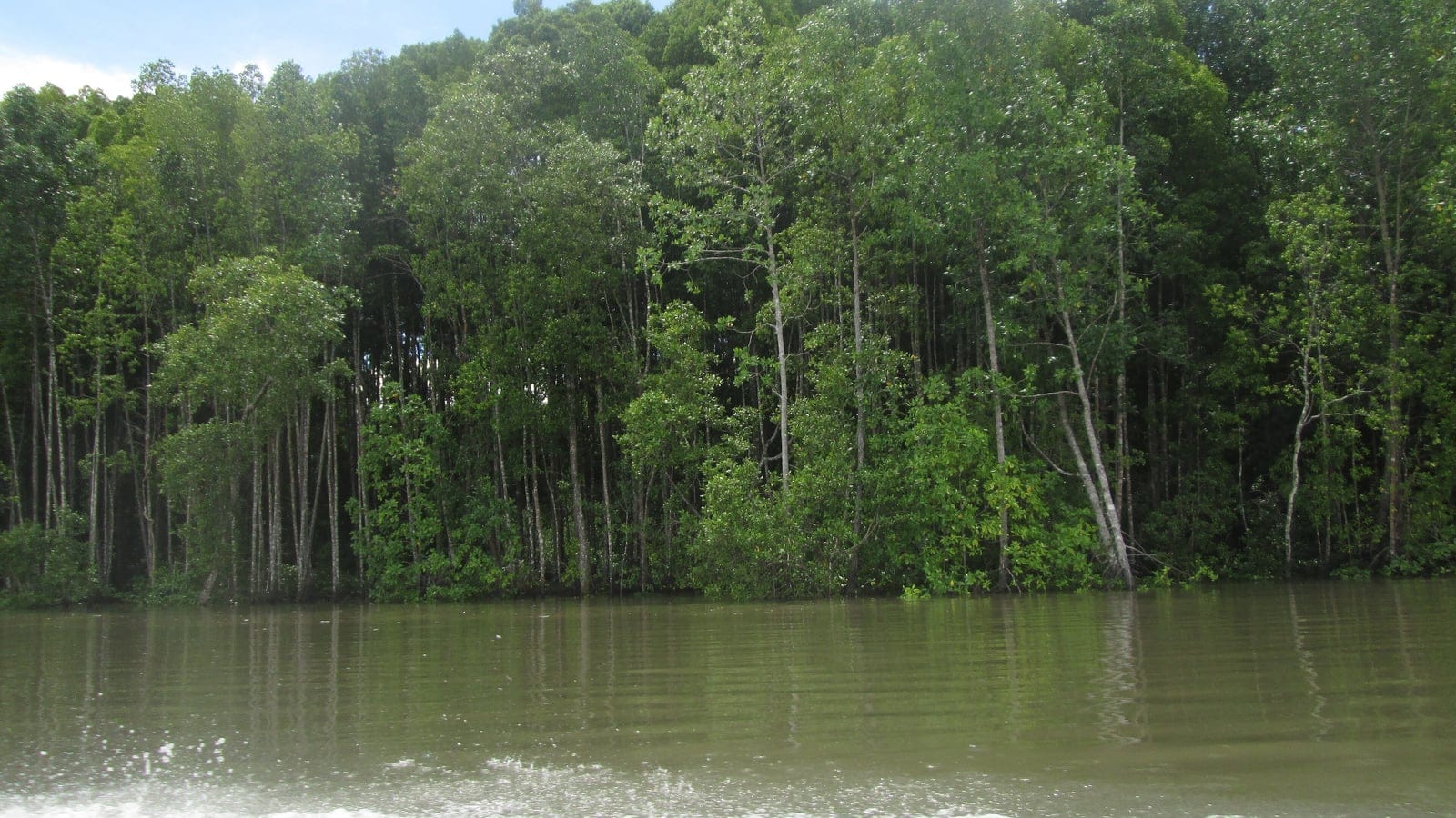 Dense coastal mangrove forest at Teluk Bintuni (Bintuni Bay), West Papua, Indonesia, on the New Guinea coast.