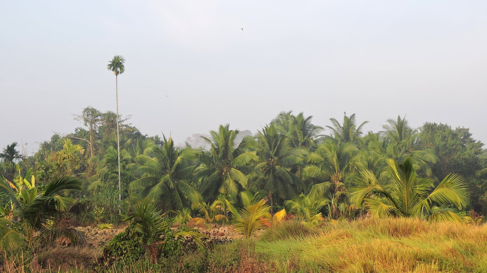 Tropical coastal forest and palm canopy on Havelock Island in the Andaman Islands.