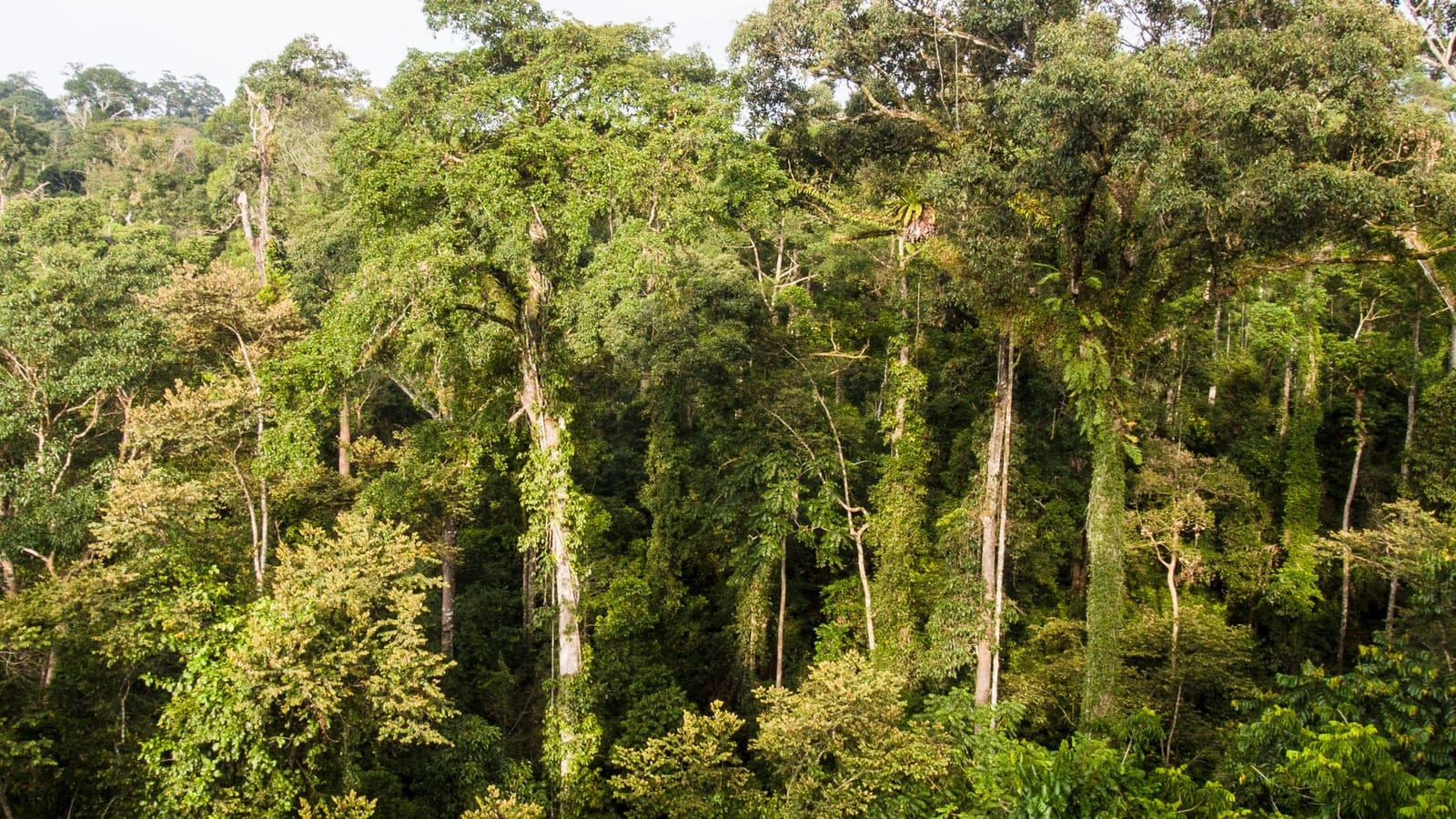Lowland dipterocarp rainforest canopy at Danum Valley, Borneo.