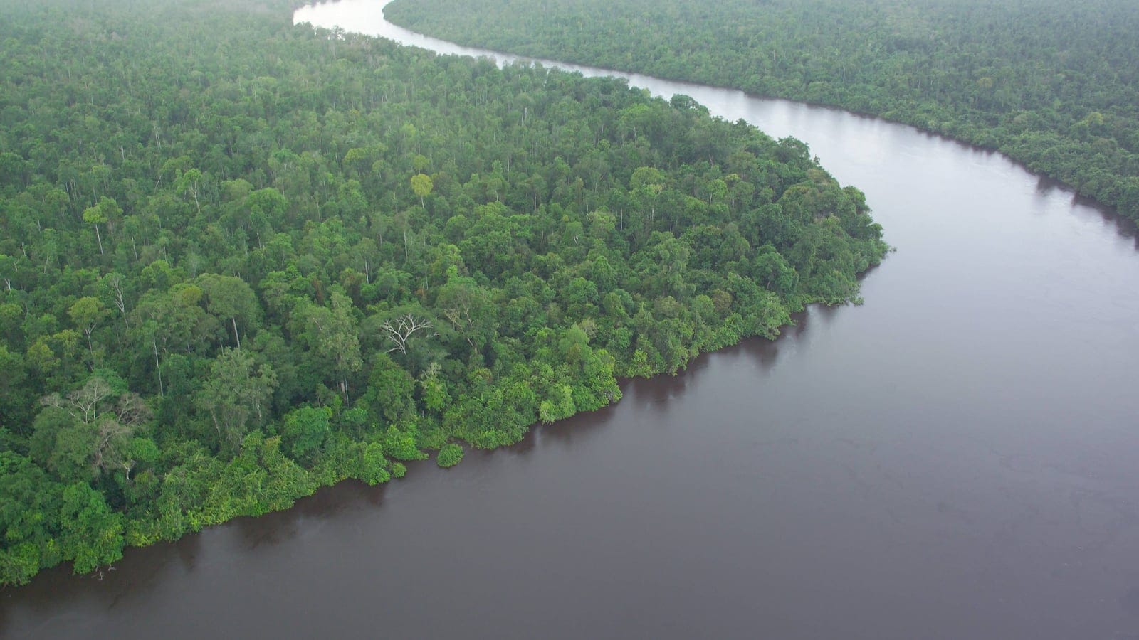 Aerial view of peat swamp forest and darkwater river in Borneo.