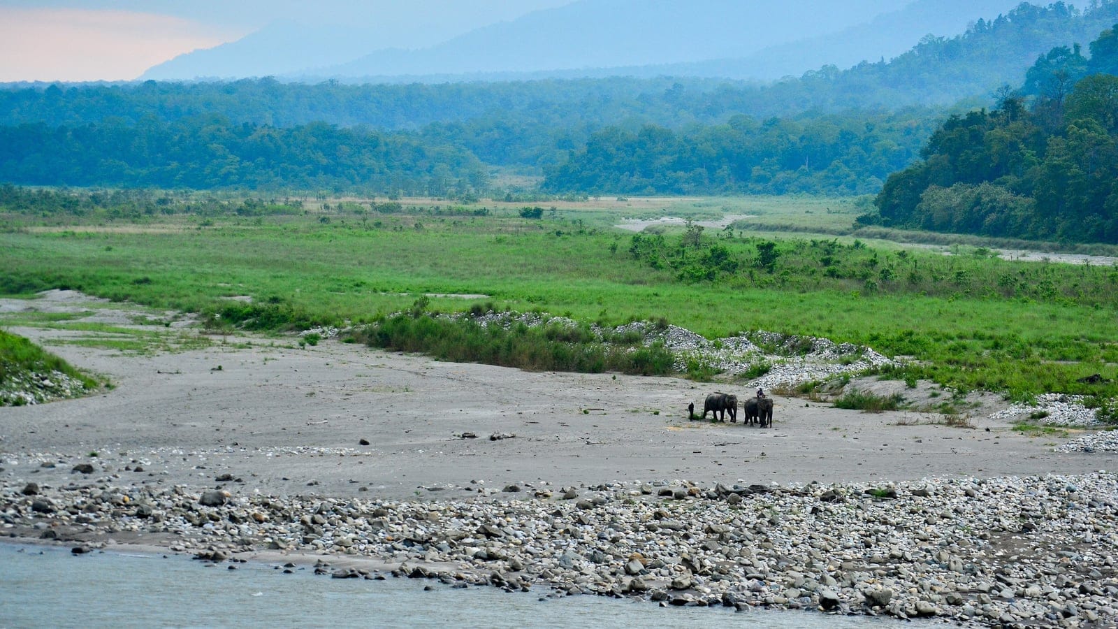 Elephants on the Manas River gravel bed below grassland and forested hills, Assam, India.