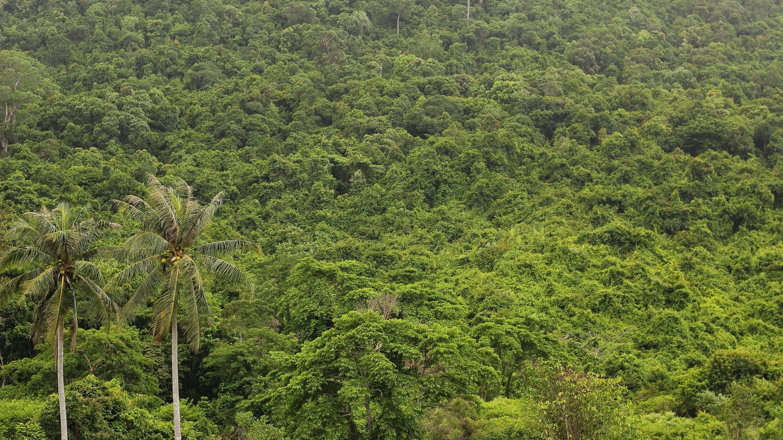 Closed rain forest canopy on a hillside in the Cardamom Mountains, Cambodia.