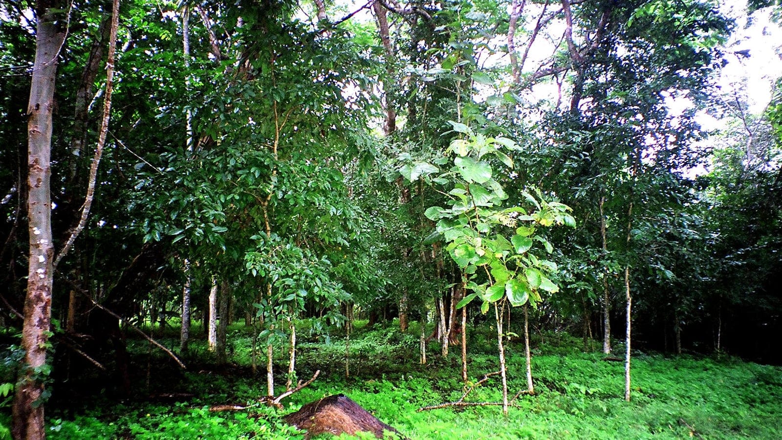 Dense tropical mixed-deciduous forest landscape in Sai Yok National Park, Kanchanaburi, Thailand, with layered green broadleaf canopy.