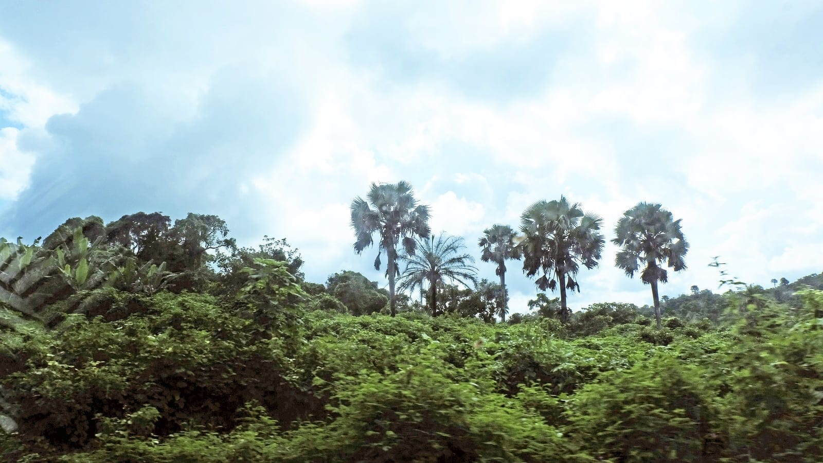 Fan palms standing above a wall of vine-covered regrowth beside the road in Edo State, Nigeria.