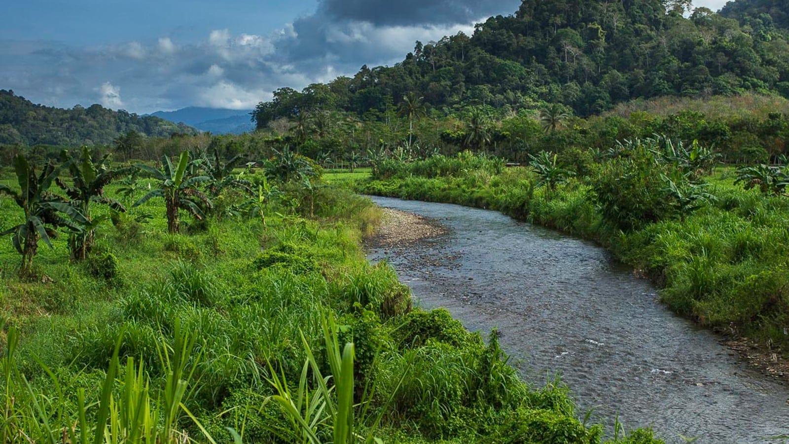 Rain forest landscape in Meru Betiri National Park on eastern Java.