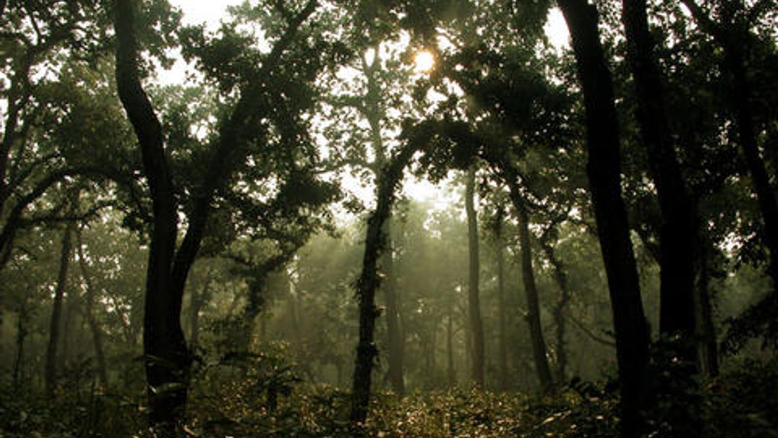 Sunlight through a sal forest interior in Chitwan National Park, Nepal.