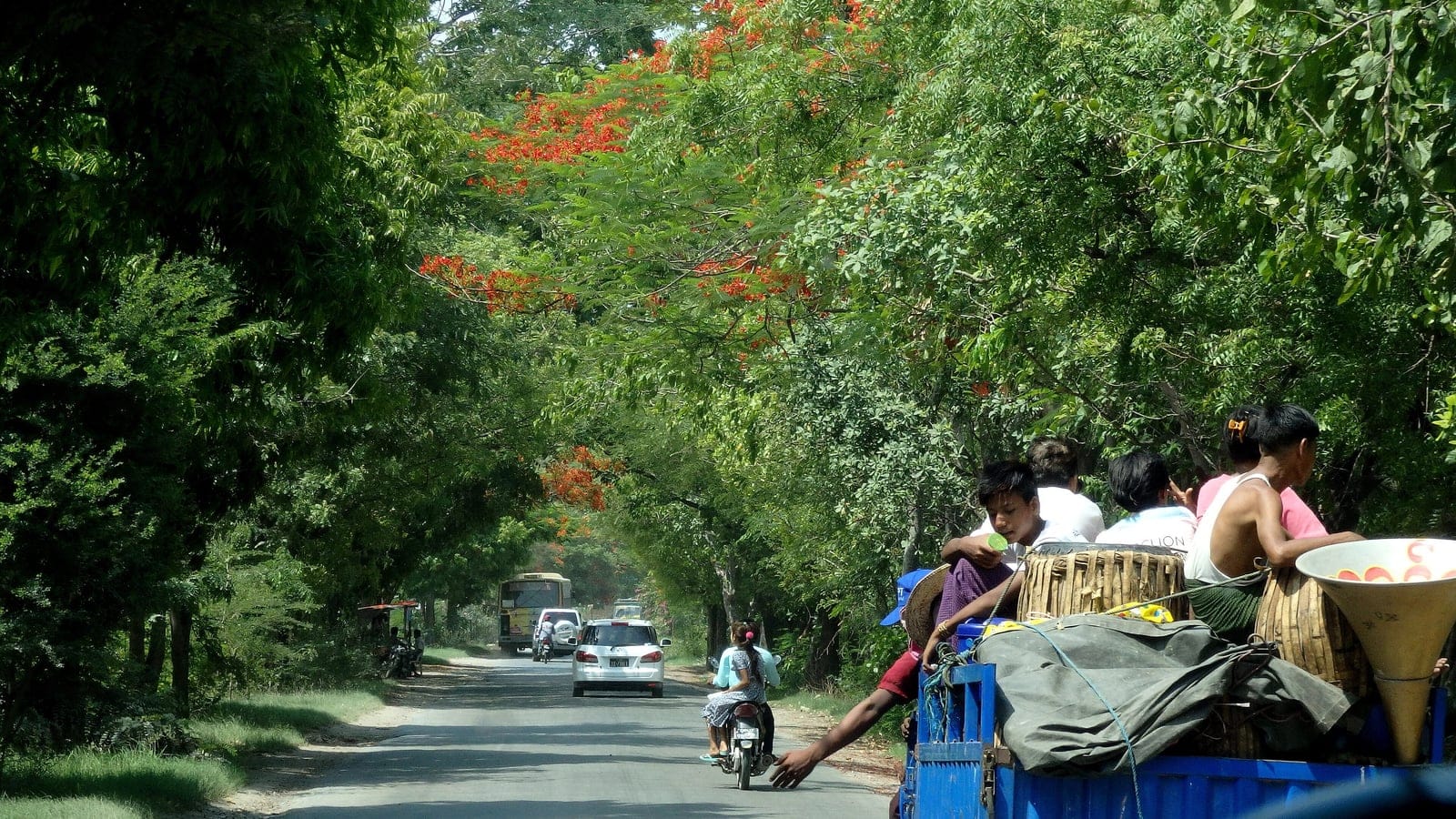 Flame trees in flower shading a busy road near Amarapura, Myanmar.