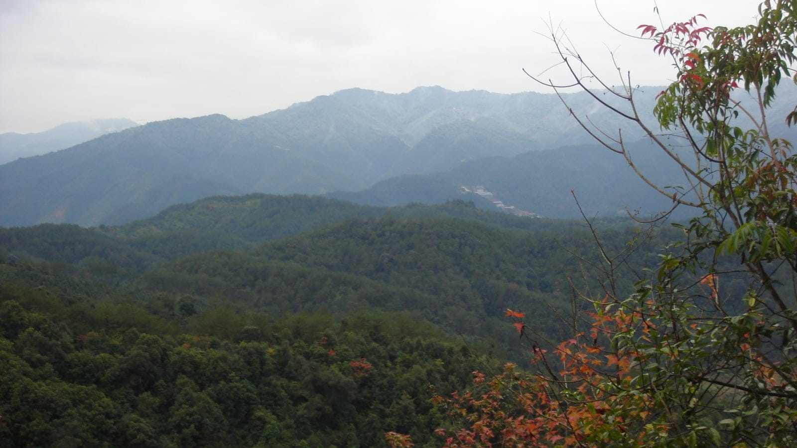 Evergreen broadleaf hills fading into mist, with red sweetgum foliage in the near branches, Fujian, China.