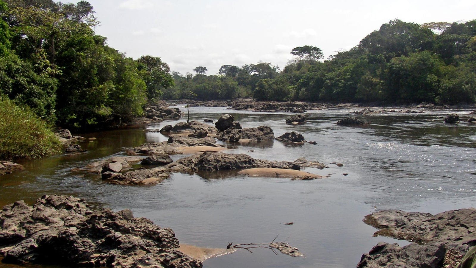 Lowland rain forest along the rocky Epulu River, Okapi Wildlife Reserve, DR Congo.