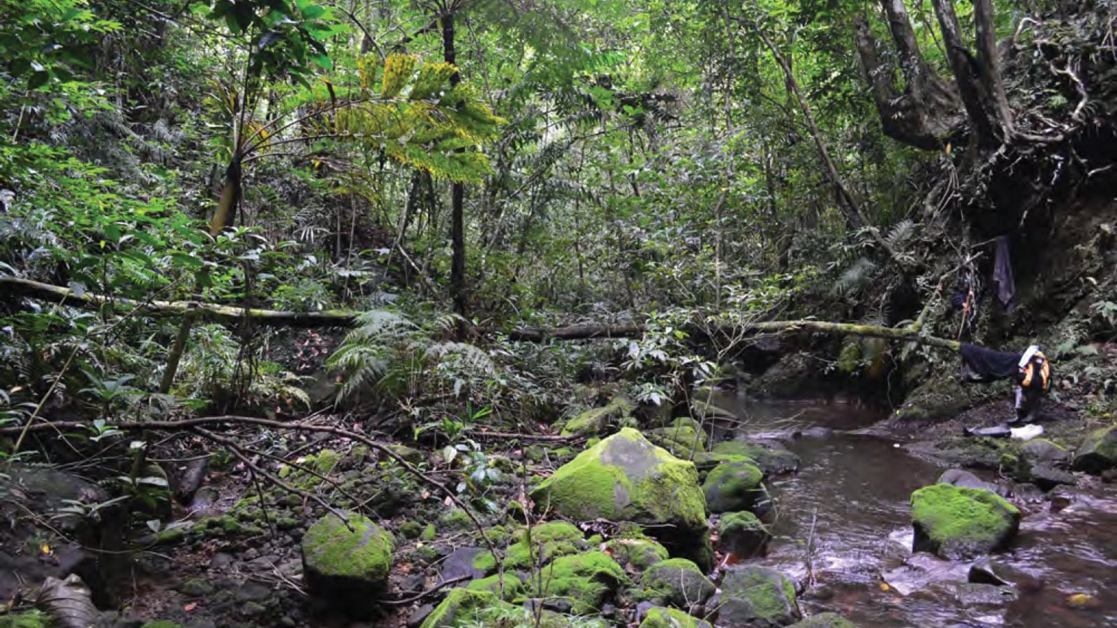 Tree ferns and mossy boulders along a stream in montane forest on Mount Cagua, Luzon.