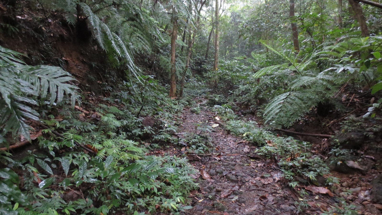 Ferns crowding a wet trail through rain forest on Mount Makiling, Luzon.