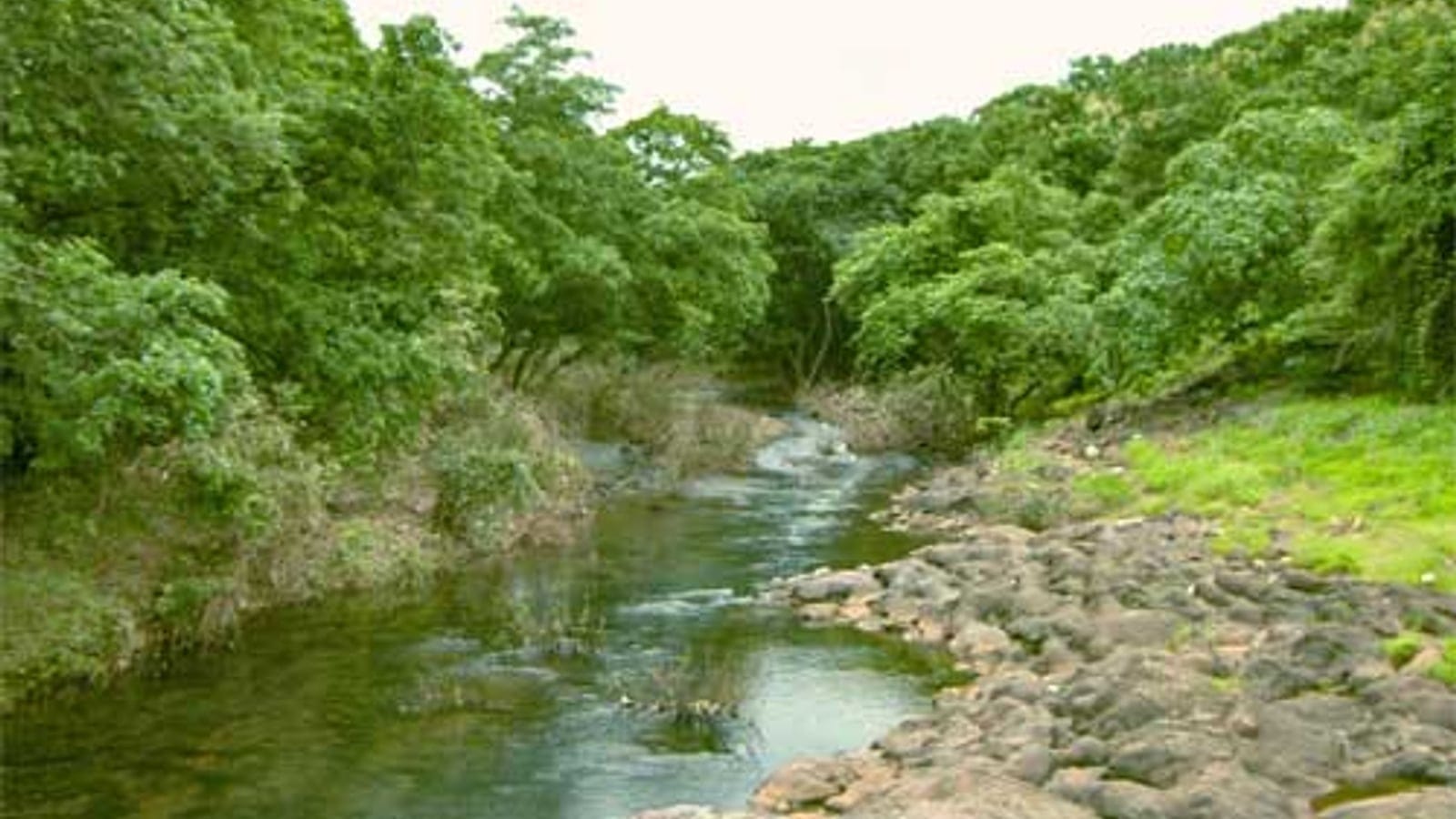 Forested river landscape in Sanjay Gandhi National Park, Mumbai.