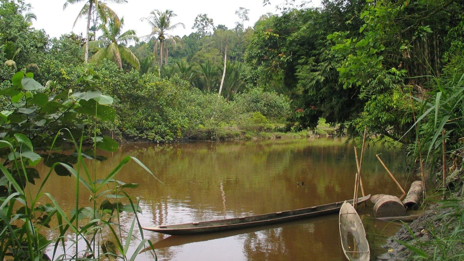 Dugout canoes on a tannin stained river below rainforest and coconut palms, Siberut, Mentawai Islands.