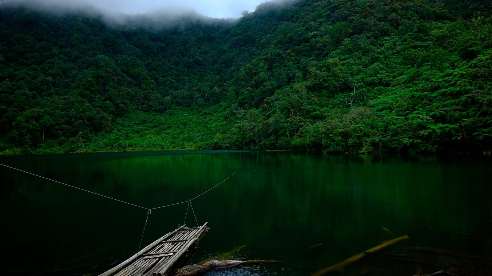 Tree ferns and montane forest around Lake Duminagat on Mount Malindang, Mindanao.