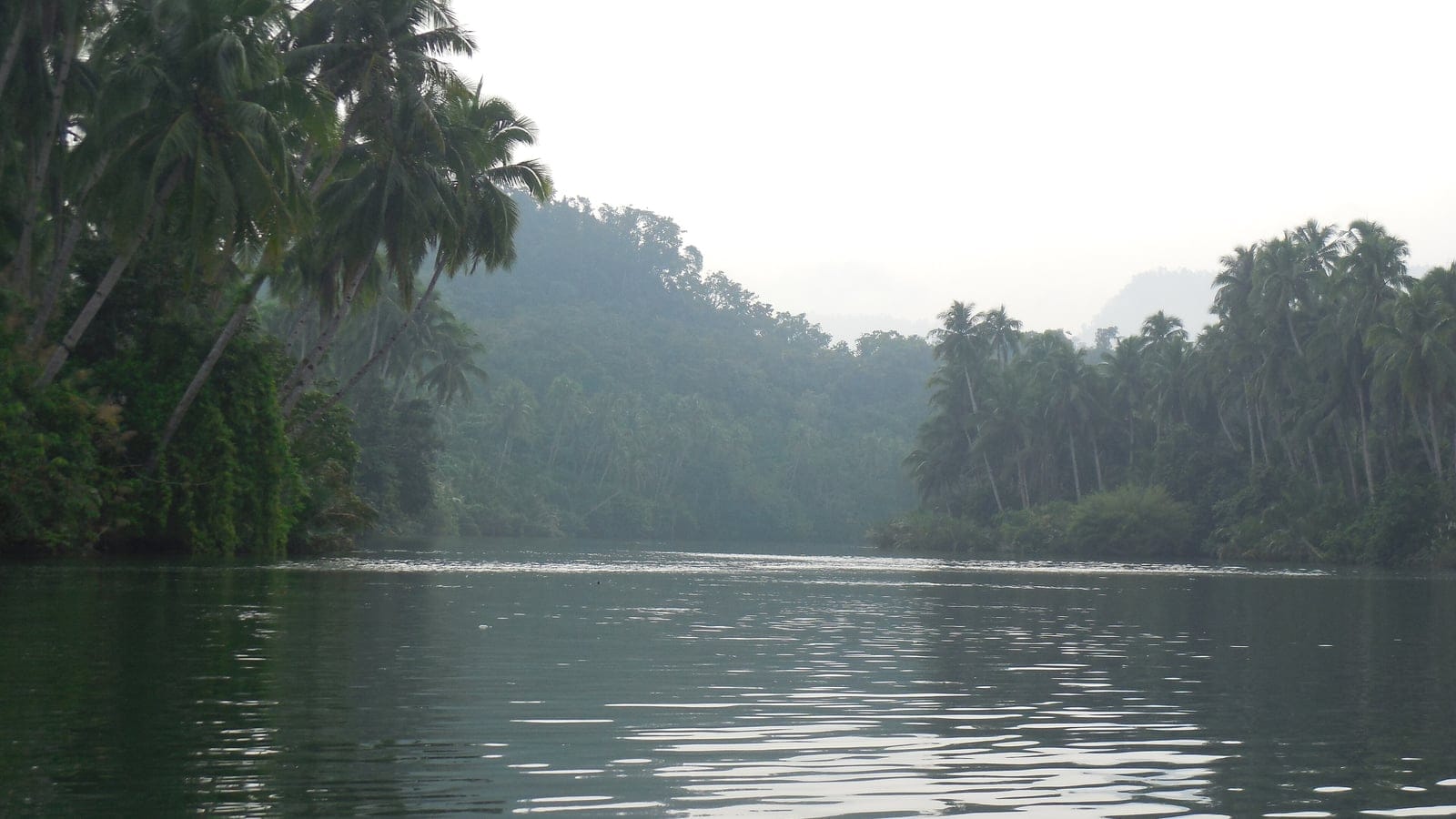 Coconut palms along the Cadacan River below forested hills, Samar, Philippines.