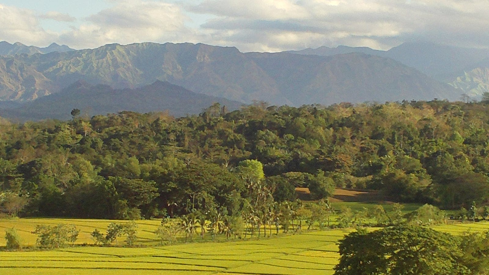Lowland forest on low hills behind ripening rice fields, with hazy mountain ridges beyond, Mindoro, Philippines.