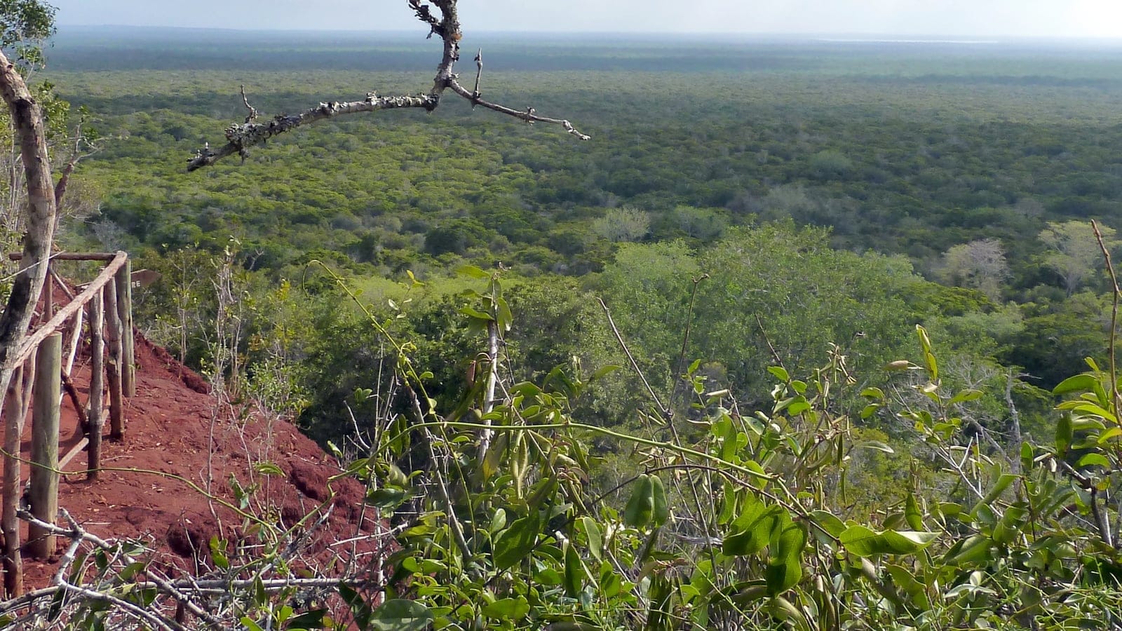 Panoramic vista of dense lowland coastal forest canopy at Arabuko-Sokoke Forest Reserve, Kenya.