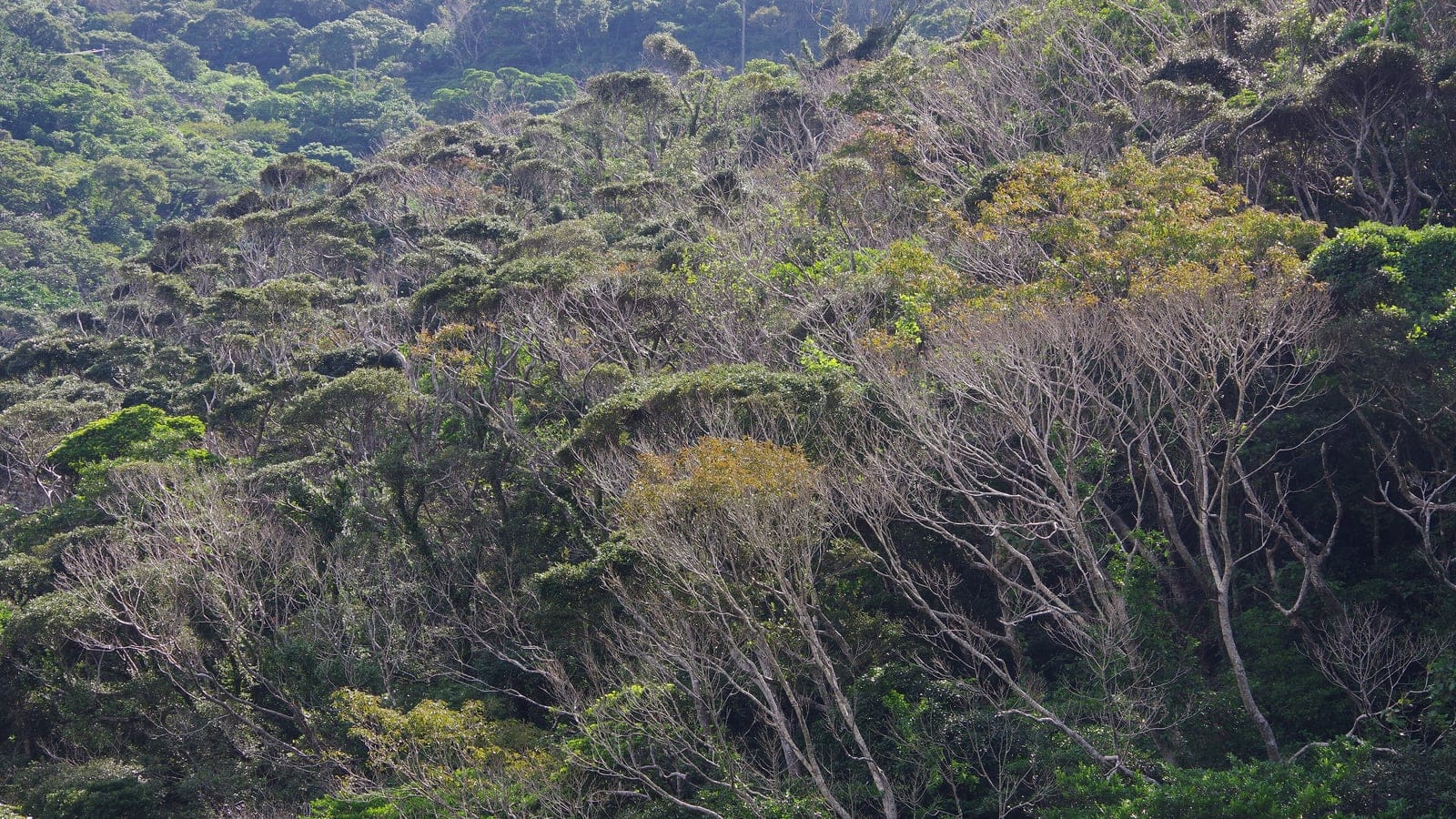 Wind-shaped subtropical evergreen canopy on Mount Yae, Okinawa.