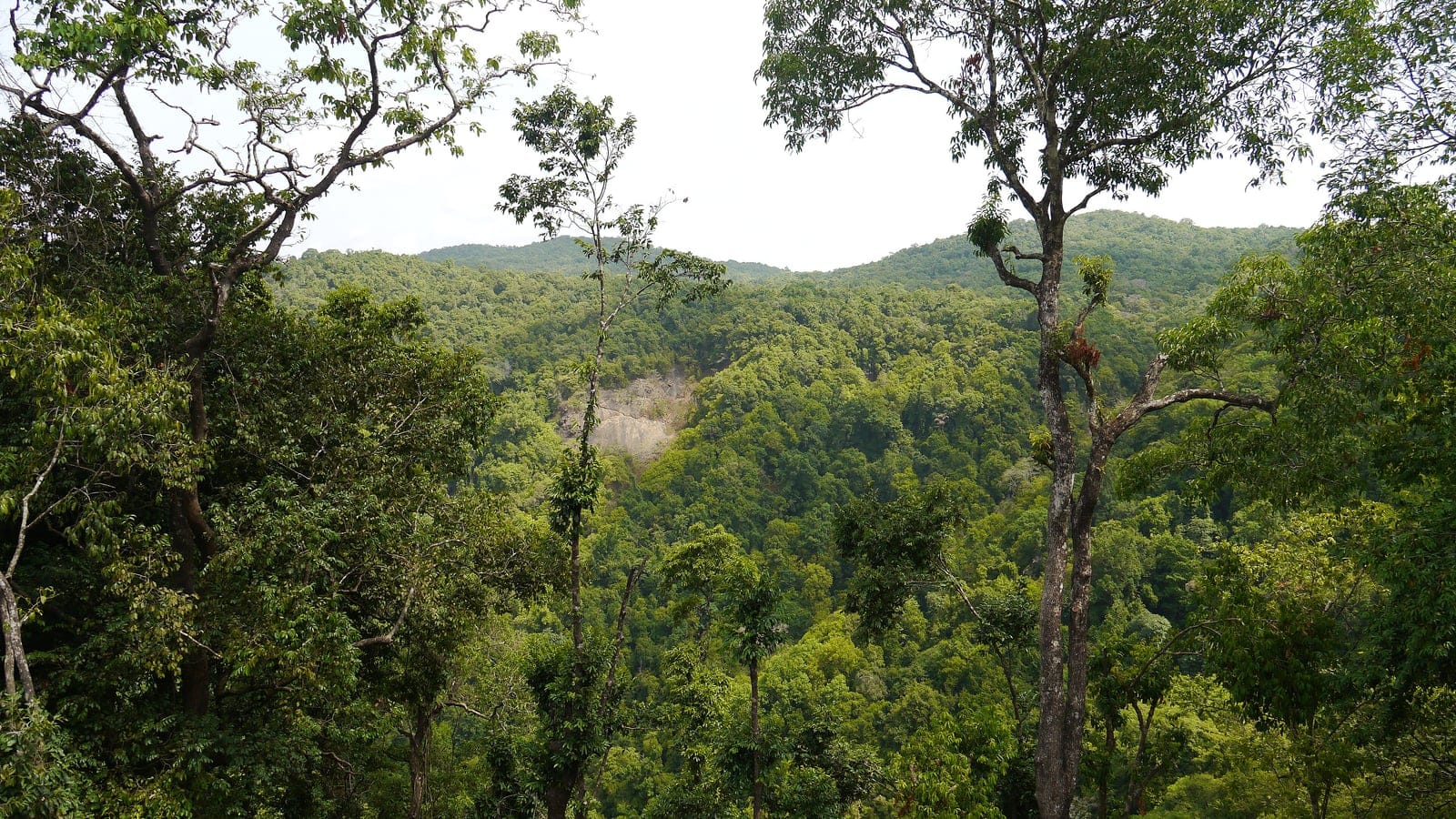 Forested ridges seen through the canopy at Anshi National Park, Western Ghats.