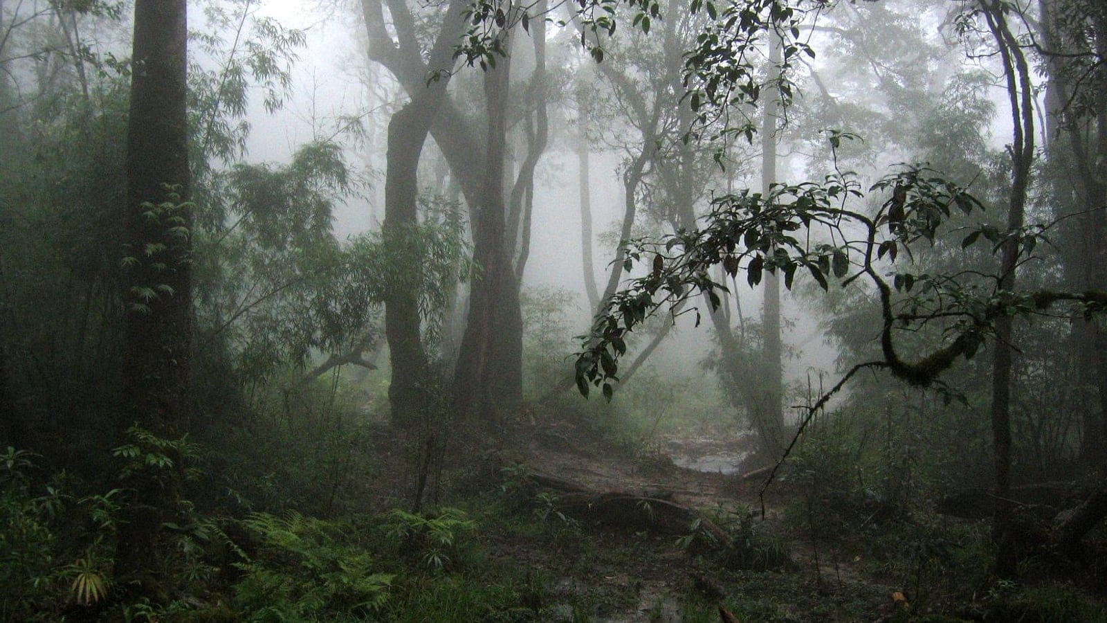 Mist in bamboo and broadleaf forest on Fansipan, northern Vietnam.