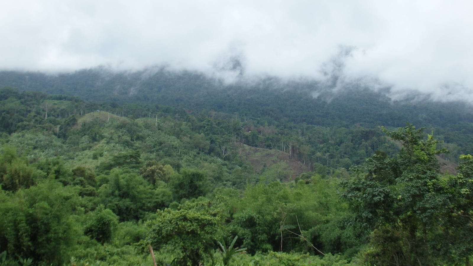 Bamboo and broadleaf regrowth on hills under low cloud near Myitkyina, Myanmar.