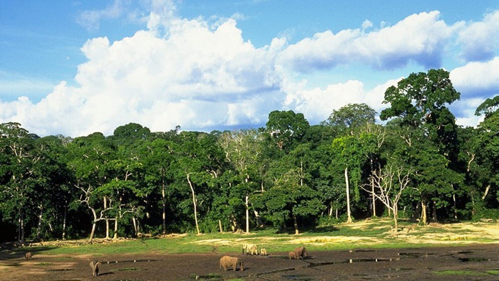 Forest elephants on an open clay bai ringed by tall lowland rainforest, Dzanga-Sangha, Central African Republic.