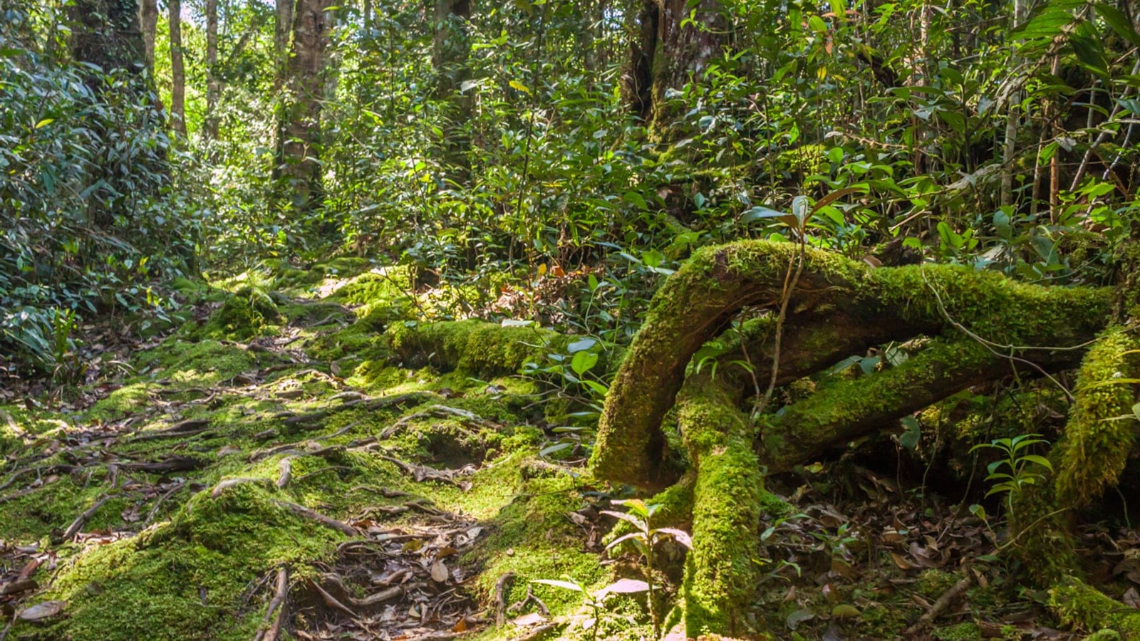 Musgo que cubre raíces y troncos caídos en el bosque montano del Gunung Berembun, Cameron Highlands.