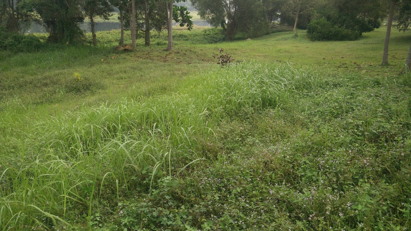 Rough grass and scattered trees on parkland at Paya Indah Wetlands, Selangor, Malaysia.