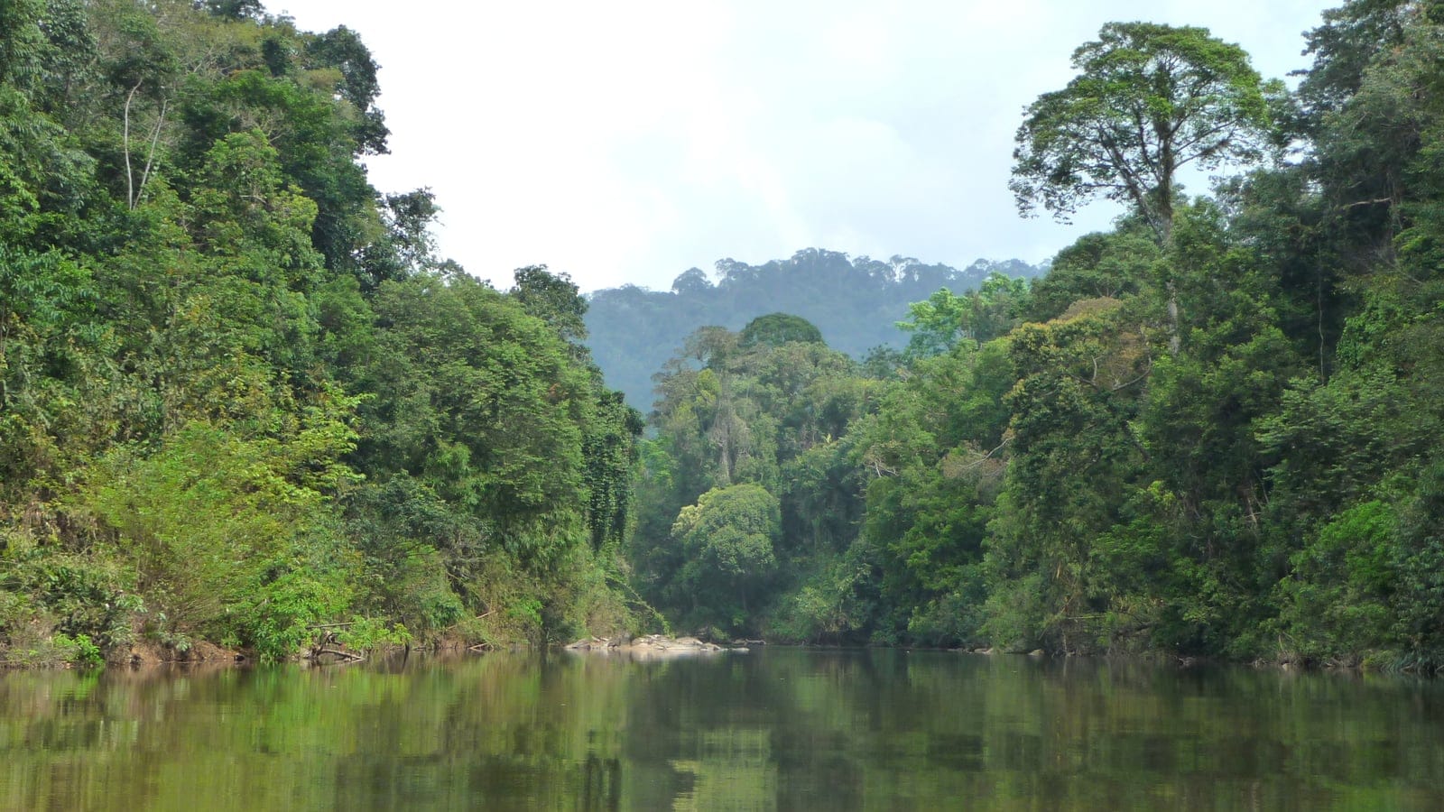 Rain forest walls along the Kincin River in Endau-Rompin National Park, Malaysia.