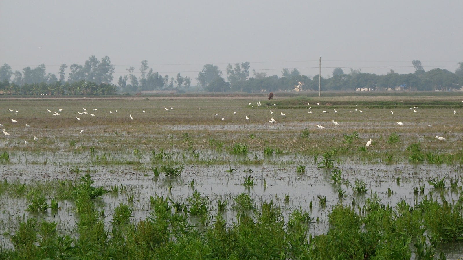 Flooded paddy stubble with dozens of feeding egrets and a distant treeline, Ha Nam, Red River plain, Vietnam.