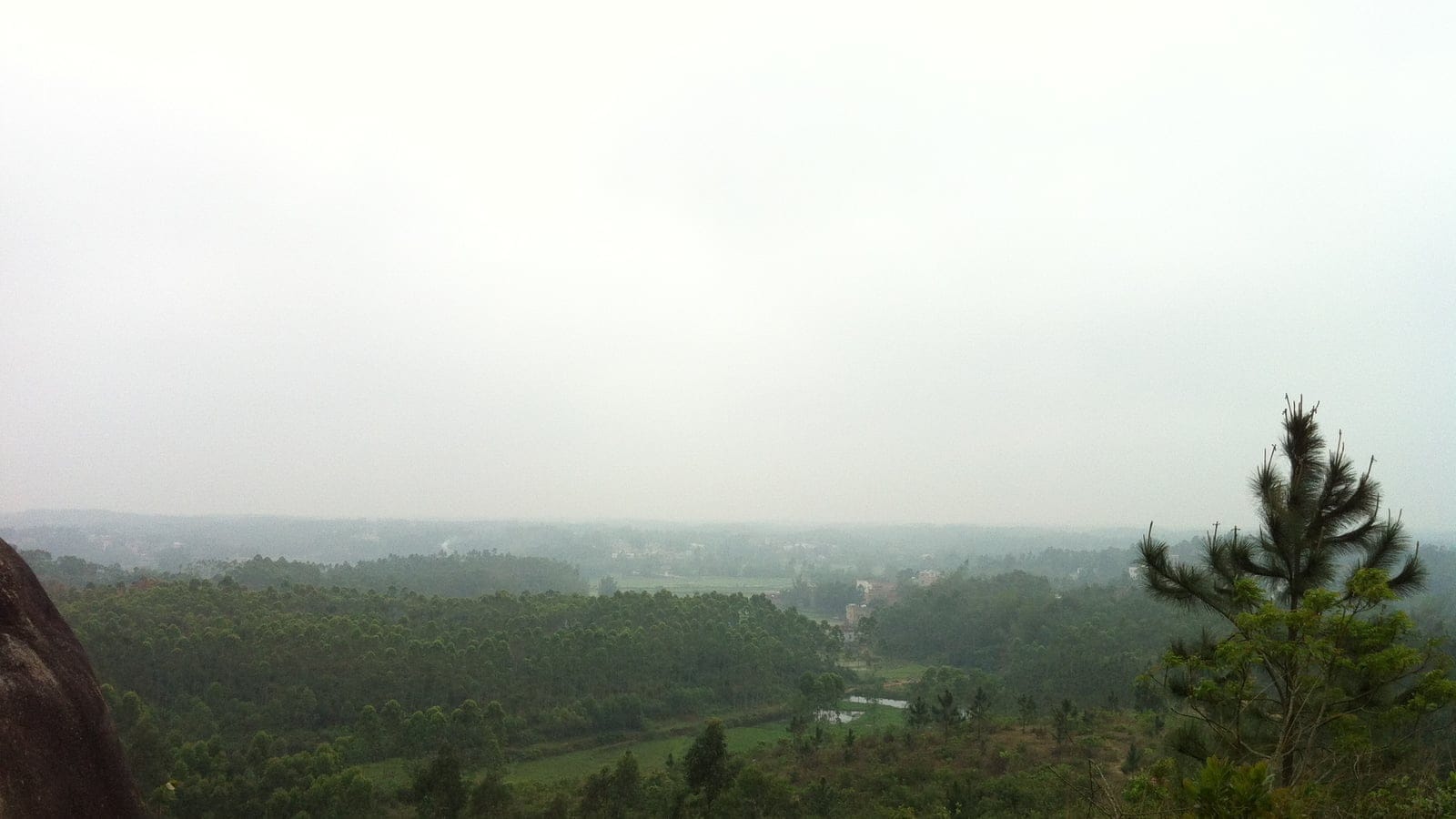 Rows of planted conifer and eucalypt with paddy strips fading into heavy haze, Lianjiang, Guangdong.