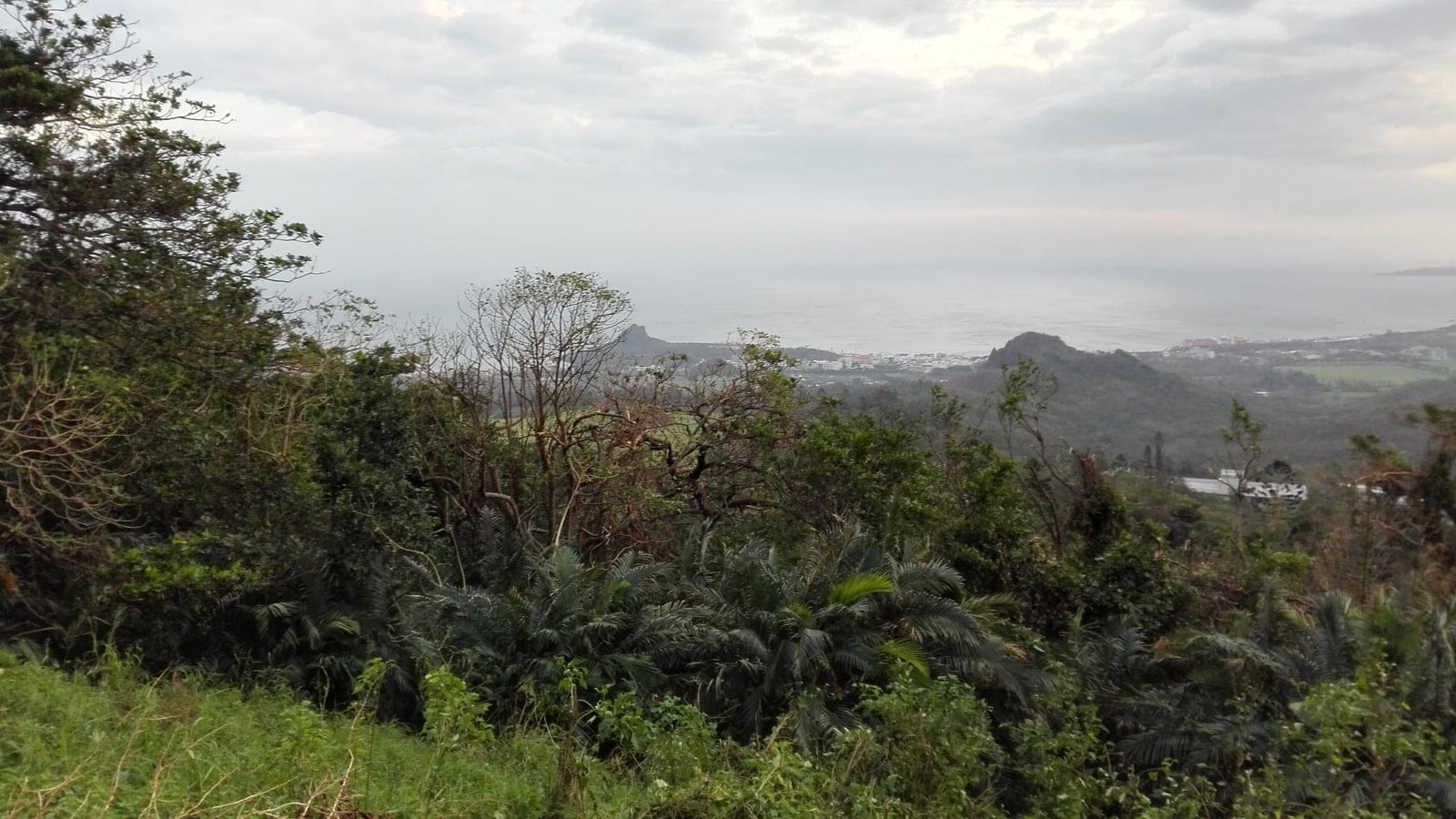 Wind-clipped coastal scrub and clumping palms above the sea at Kenting National Park, southern Taiwan.