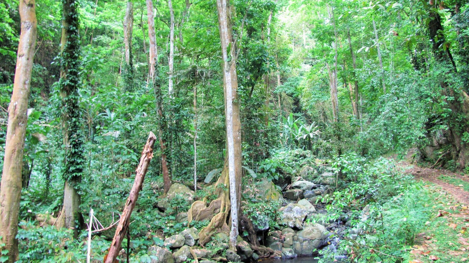Un ruisseau parsemé de blocs rocheux dans une forêt de basse altitude tendue de lianes à Ponta Figo, São Tomé.