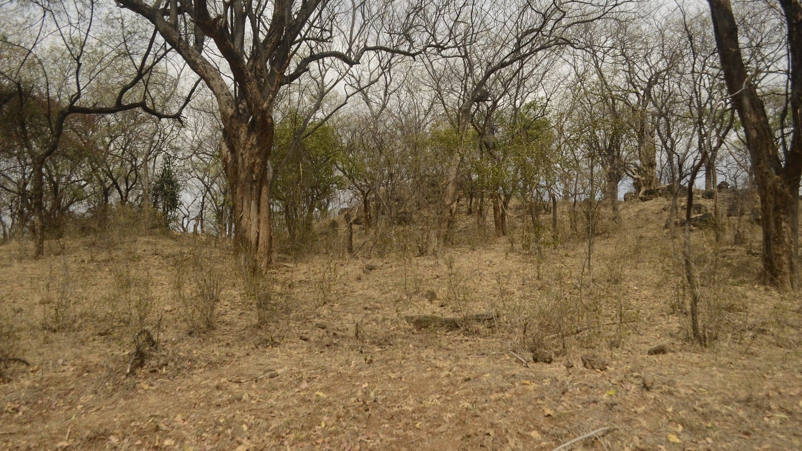 Leafless dry-season deciduous trees over bare stony ground in the Anaimalai hills, Tamil Nadu, India.