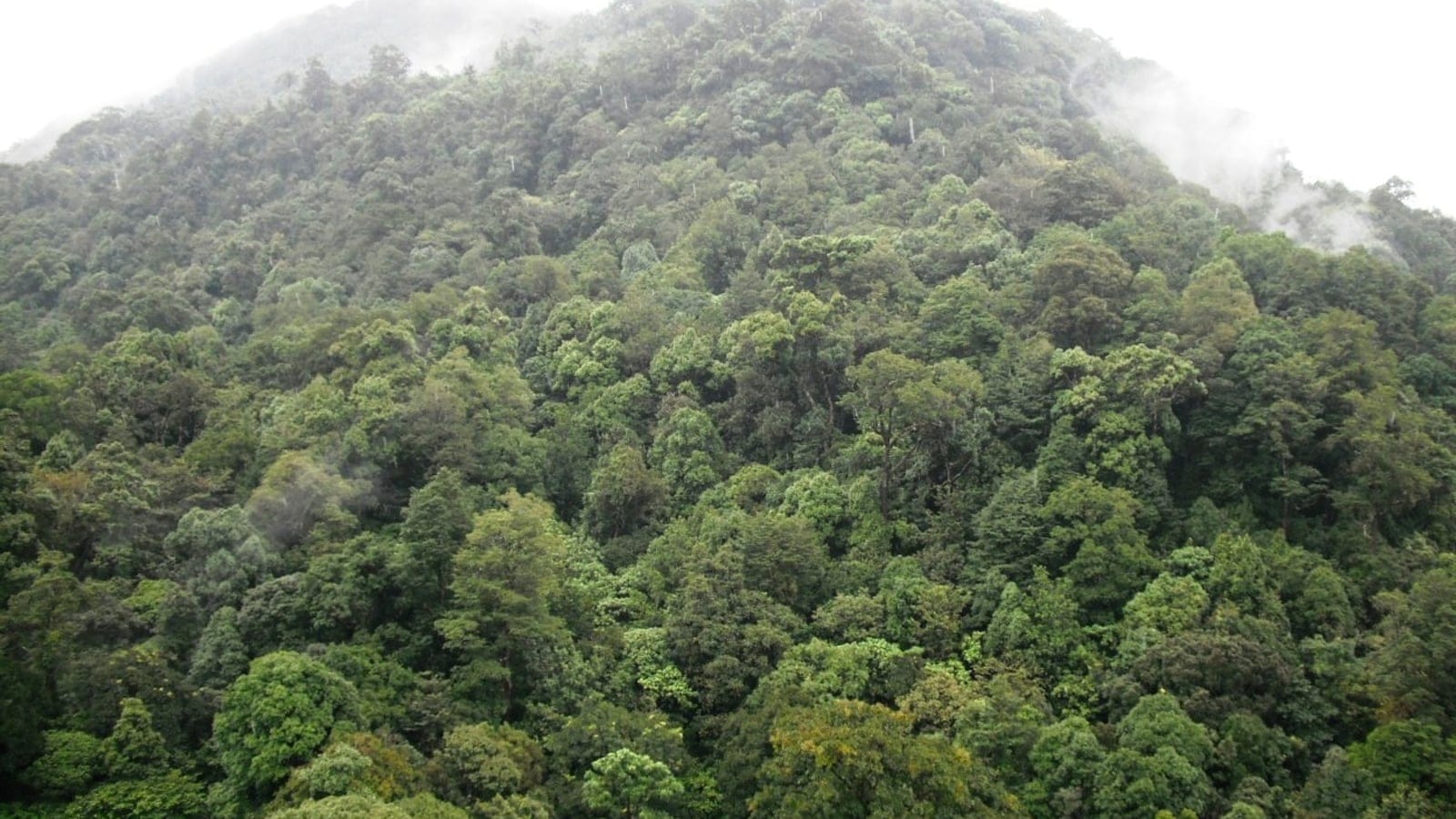 Dosel perennifolio cerrado con niebla ascendiendo por la ladera en el Parque Nacional de Silent Valley, Kerala, India.