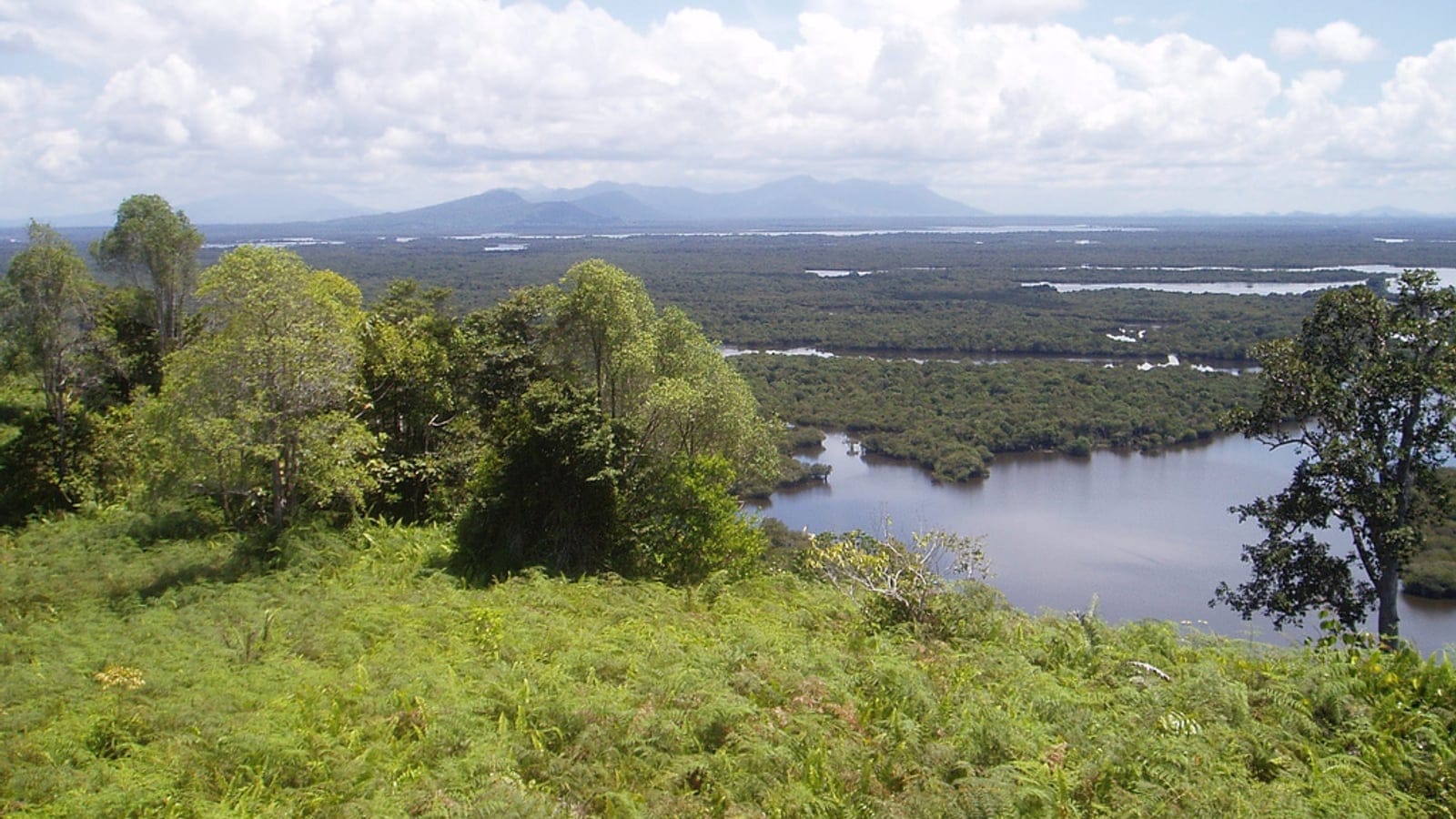 Ferns and forest above the flooded swamp forest and blackwater lakes of Danau Sentarum, West Kalimantan.