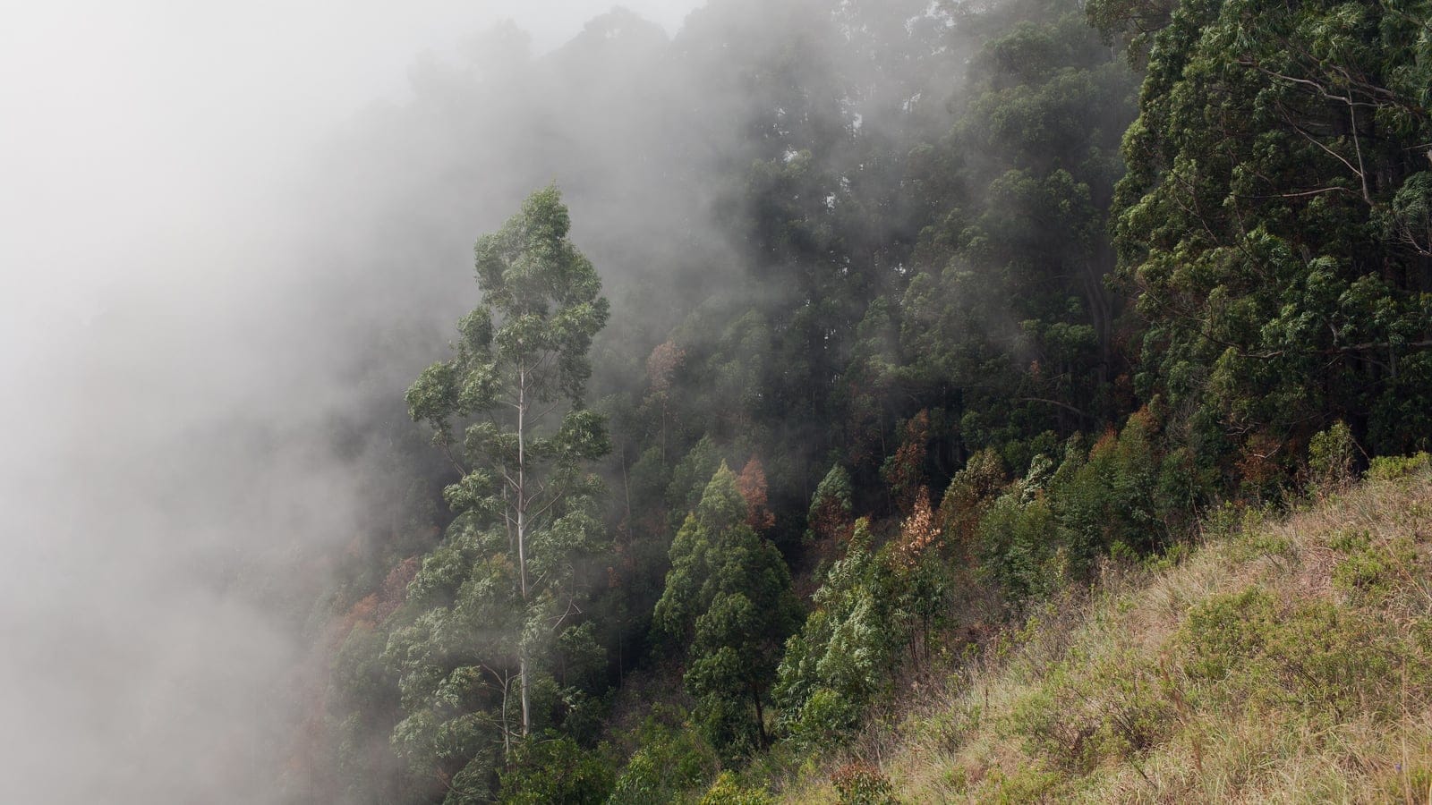 Cloud spilling across a wooded ridge above a dry grass slope near Ella, Sri Lanka.