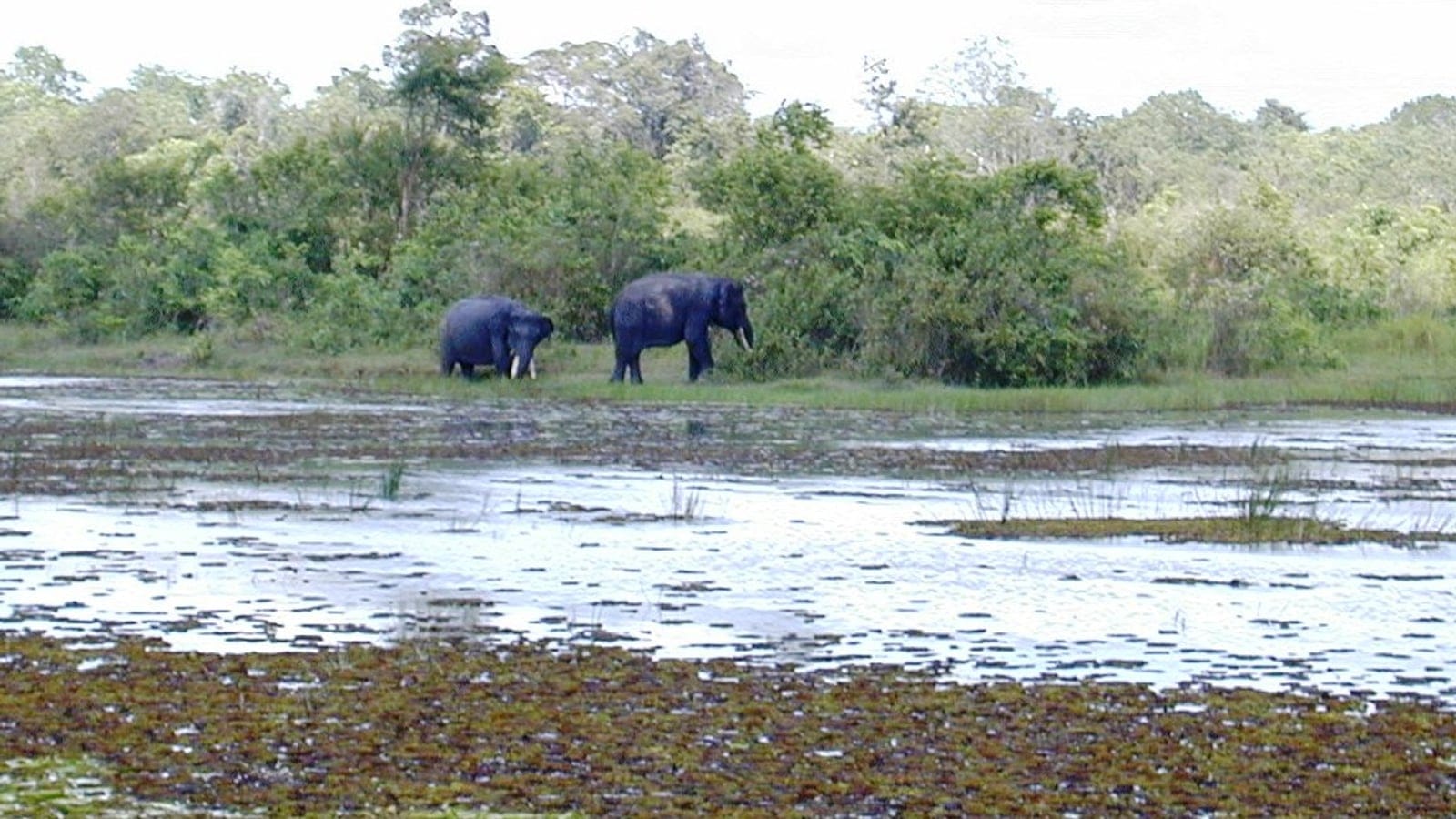 Two Asian elephants at the forest edge of a weed-covered swamp, Way Kambas, Sumatra.