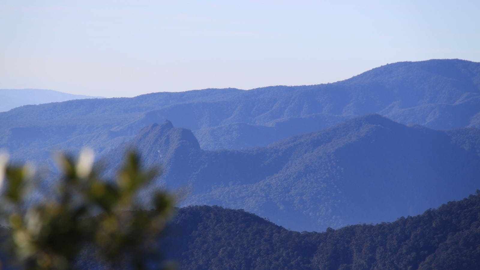 Hazy layers of forest-covered ridges seen from a high viewpoint above a blurred flowering shrub, Sumatra.